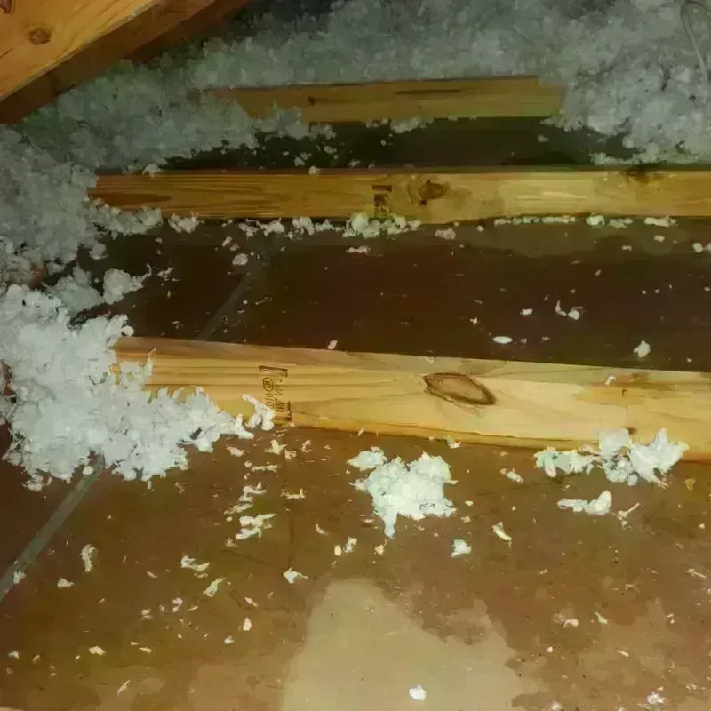 Attic Water Damage in Mandeville, LA